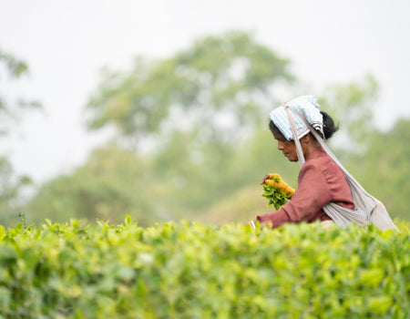 Everything that you need to know about Darjeeling Tea: Origin, Types, Benefits