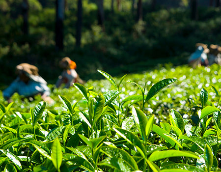 The journey of a tea leaf