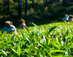 The journey of a tea leaf