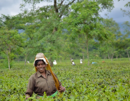 The Art of Tea Picking